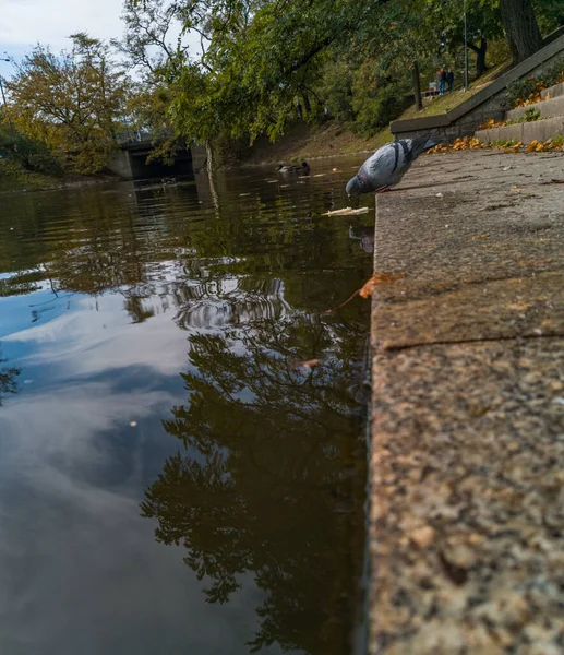 Duif Aan Rand Van Trap Bij Rivier — Stockfoto