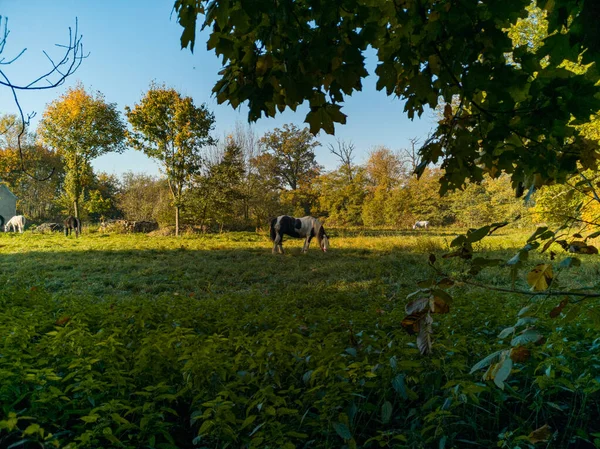 Caballo Blanco Negro Pastoreo Campo Verde Con Árboles Alrededor — Foto de Stock