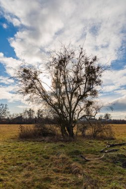 Bulutlu, renkli günbatımında, büyük sarı tarlalarda küçük çalılar.