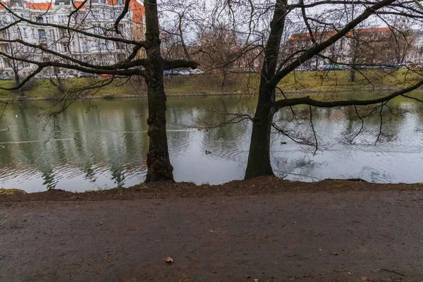 Wroclaw Januari 2020 Twee Hoge Bomen Voor Gracht Nabij Pad — Stockfoto