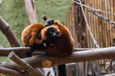 Kırmızı Yakalı Lemurlar ahşap kirişlerde oturuyor.