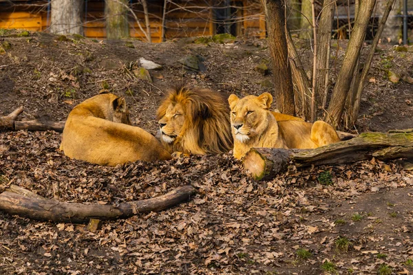 Trois Lions Gisent Sur Clairière Avec Des Arbres Buissons Autour — Photo