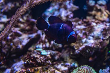 Akvaryumdaki Amphiprion Osellaris 'in etrafında taşlarla büyük bir palyaço balığı.