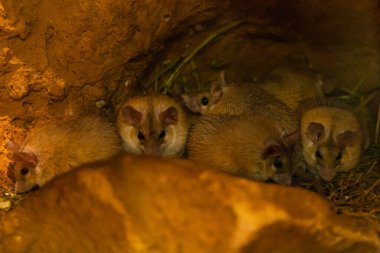 Gerbils Gerbillus kampları küçük bir mağarada oturuyor.