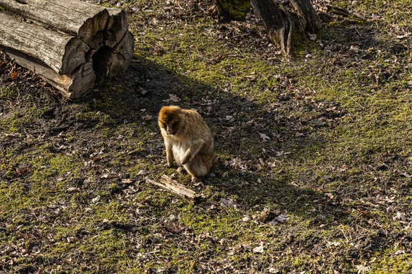 Berber Makakası Macaca Sylvanus Kuru Çim Yaprakların Üzerinde Oturuyor — Stok fotoğraf