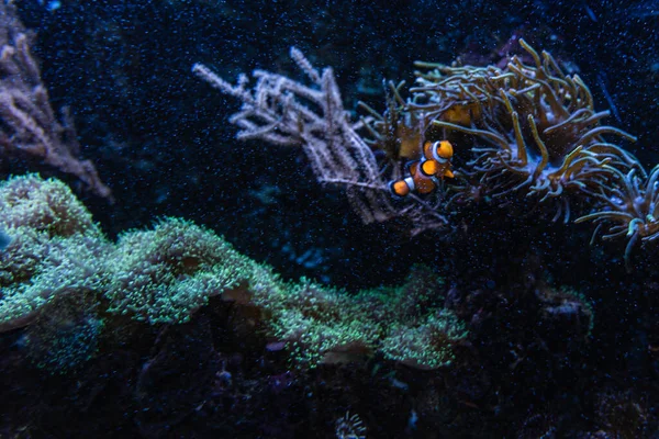 Petit Clown Amphiprion Ocellaris Dans Aquarium Avec Des Pierres Des — Photo