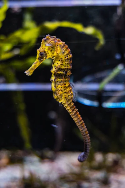 Petit Hippocampe Marin Jaune Hippocampe Aquarium — Photo