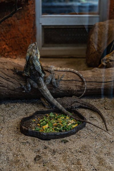 Big lizards sitting around old dry tree and bowl with food