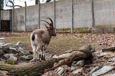 Dybowski 'nin geyiği Cervus nippon horulorum devrilmiş ağaçta yürüyor