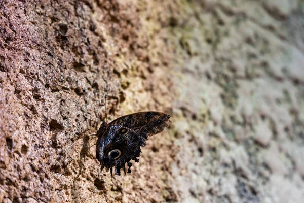 Mooie Kleine Donkere Vlinder Lepidoptera Zittend Muur — Stockfoto