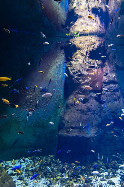 Beaucoup Petits Poissons Colorés Dans Grand Aquarium — Photo