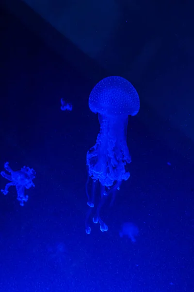 Petites Méduses Cnidaires Dans Grand Aquarium Sombre — Photo