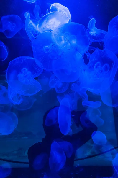 Beaucoup Petites Méduses Cnidaires Dans Grand Aquarium Sombre — Photo