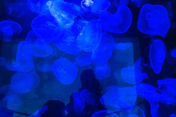 Beaucoup Petites Méduses Cnidaires Dans Grand Aquarium Sombre — Photo