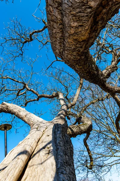 Uppåtriktad Till Högt Träd Från Insidan Stammen Gammalt Träd — Stockfoto