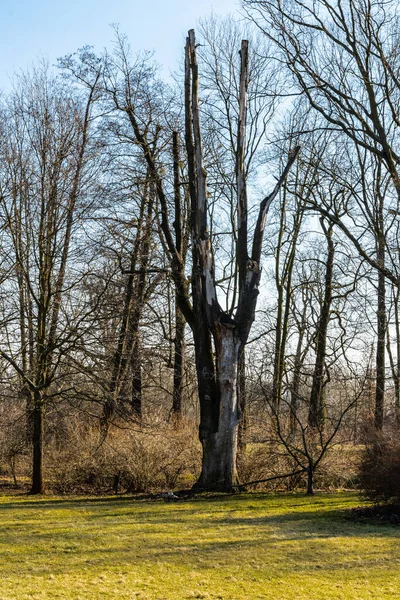 Tronco Árbol Viejo Alto Sin Corteza Ramas —  Fotos de Stock