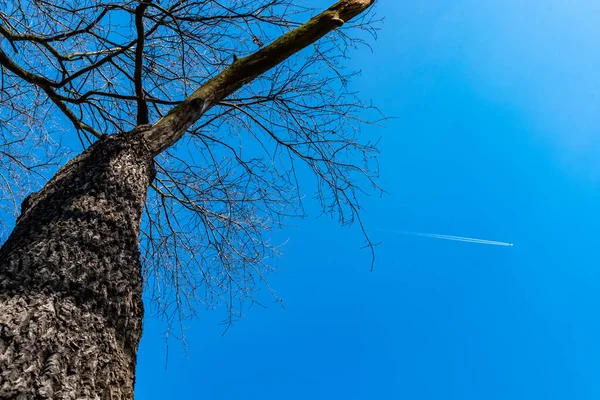 Uppåtsikt Mot Högt Torrt Träd Utan Blad Med Små Flygplan — Stockfoto