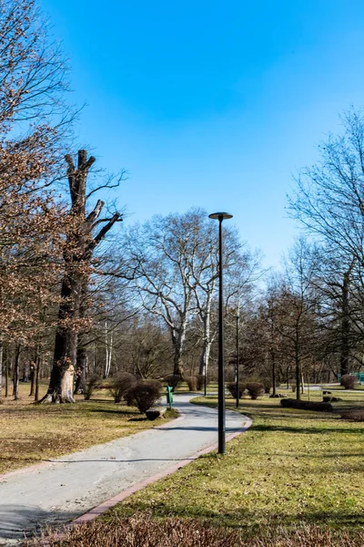 周りに葉のない木のある小さな公園の長い道 — ストック写真