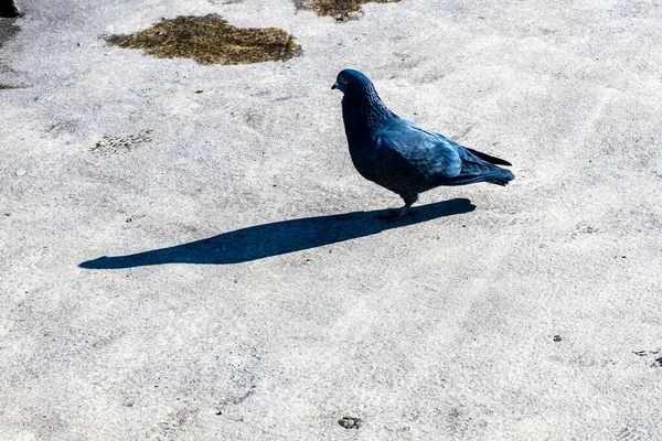 Küçük Güvercin Beton Köprüde Yürüyor — Stok fotoğraf