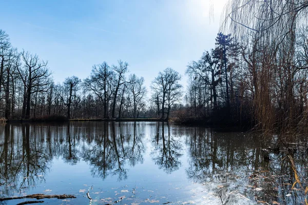 Stromy Keře Odrážejí Velkém Rybníčku Malém Parku — Stock fotografie