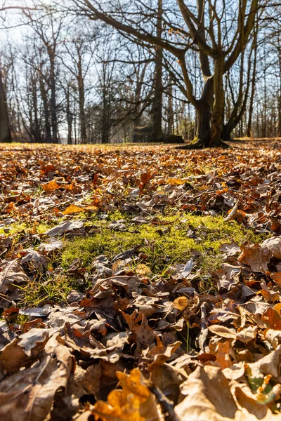 Small Glade Full Dry Orange Leafs Small Park — Stock Photo, Image