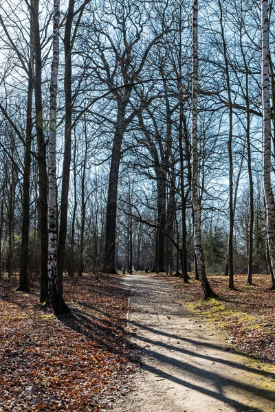 Lungo Sentiero Piccolo Parco Con Alberi Senza Foglie Intorno — Foto Stock