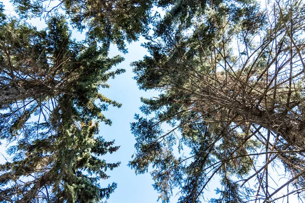 Uppåtriktad Till Trädkronor Och Blå Himmel — Stockfoto