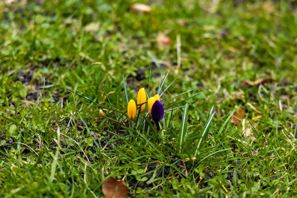 Small Yellow Blue Crocuses Small Green Glade — Zdjęcie stockowe