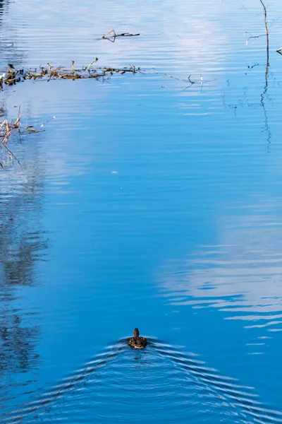 Pequeno Pato Nadando Longo Pequeno Rio — Fotografia de Stock