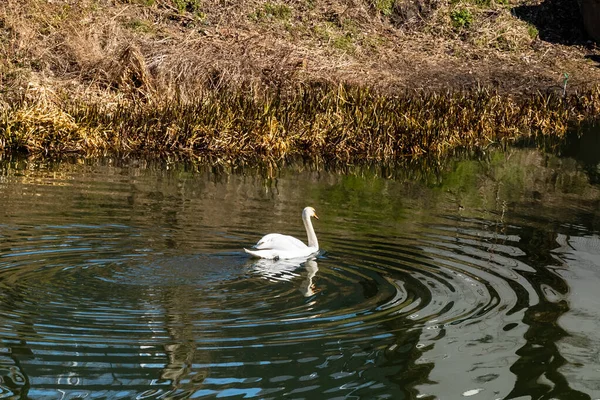 Großer Weißer Schwan Schwimmt Auf Fluss — Stockfoto