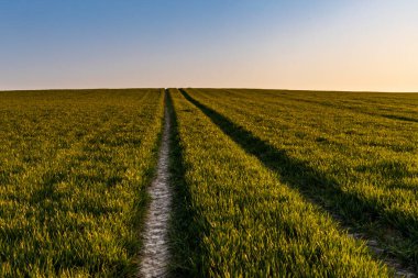 Büyük yeşil tarlaların üzerinde güzel bir gün doğumu