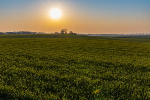 Schöner Sonnenaufgang Morgen Über Riesigen Grünen Feldern — Stockfoto