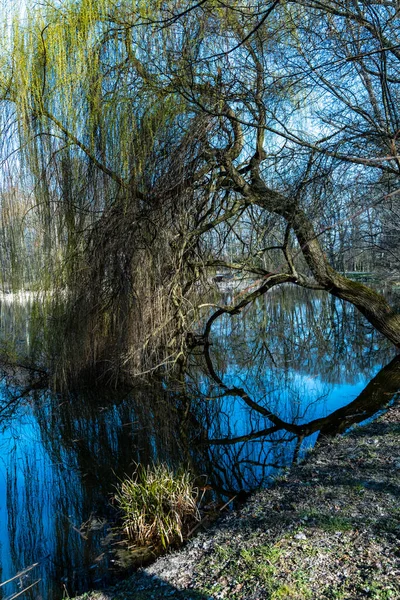 Crooked Tree Reflecting Pond Sunny Morning Park — Stockfoto