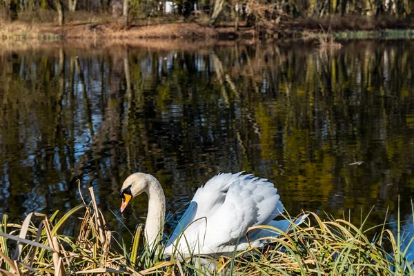 Großer Alter Weißer Schwan Schwimmt Auf Kleinem Teich Park — Stockfoto