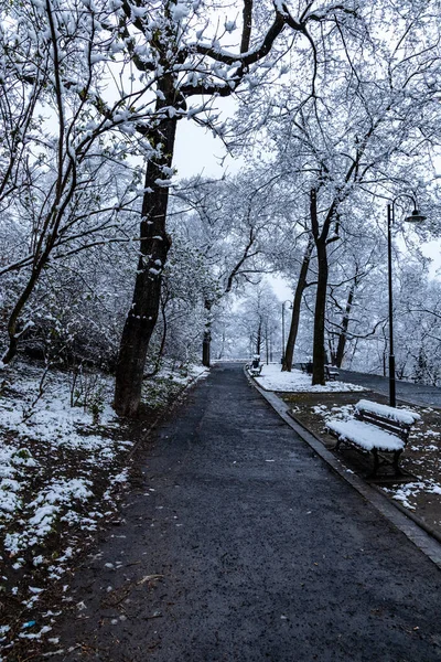 Morning Park Full Snow Paths Trees — Stock Photo, Image