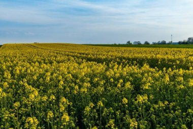 Büyük bir tarla dolusu yeşil sapları olan küçük sarı, genç bir colza çiçeği.