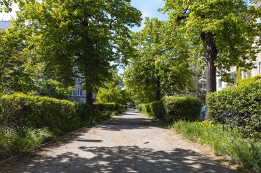 Yeşil yapraklarla dolu yüksek yaşlı ağaçların arasında parkta uzun bir yol var.