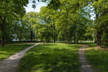 Yeşil yapraklarla dolu yüksek yaşlı ağaçların arasında parkta uzun yollar