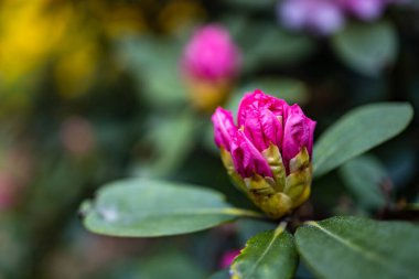 Parktaki küçük çalıların üzerinde küçük pembe bir çiçek