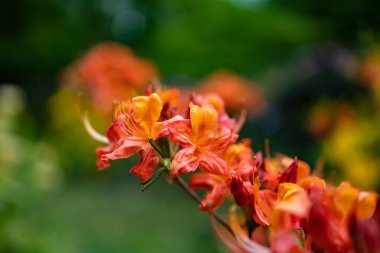 Parktaki küçük çalıların üzerinde küçük kırmızı bir çiçek