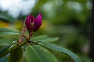 Parktaki küçük çalıların üzerinde küçük pembe bir çiçek