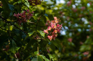 Parktaki küçük çalıların üzerinde küçük pembe bir çiçek