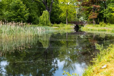 Küçük göletin etrafındaki ağaçlar ve çalılar suda yansıyor.