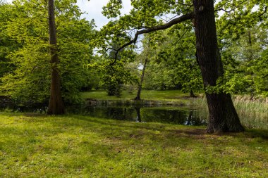 Küçük göletin etrafındaki ağaçlar ve çalılar suda yansıyor.