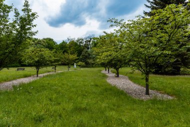 Bulutlu bir günde parkta meydanda kiraz ağaçları