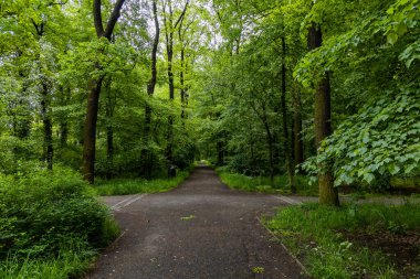 Yeşil ağaçlar ve çalılarla dolu parkta uzun bir yol.