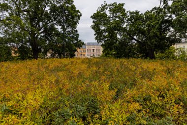 Wroclaw, Polonya - 19 Mayıs 2020: Küçük parkta renkli çalılıklar