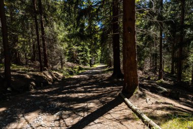 Etrafı yüksek ağaçlarla çevrili Jizera Dağları 'nda uzun dağ patikaları