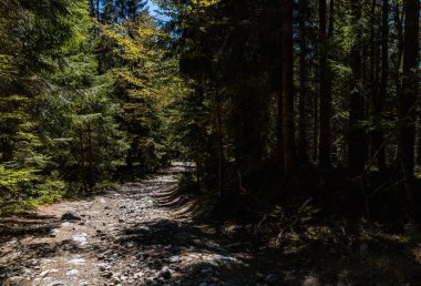 Etrafı yüksek ağaçlarla çevrili Jizera Dağları 'nda uzun dağ patikaları