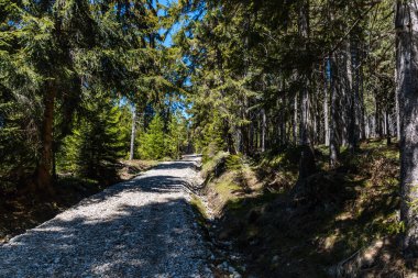Etrafı yüksek ağaçlarla çevrili Jizera Dağları 'nda uzun dağ patikaları